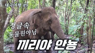 치앙마이 코끼리 관광 / 남문 음식...