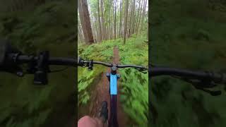Coasting through the woods on Middle Fork