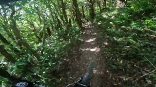 Stinky Possum @ Rangituhi Trail Park. Porirua