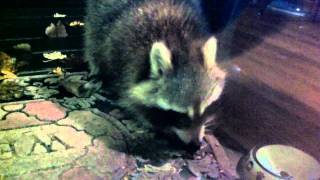Racoons