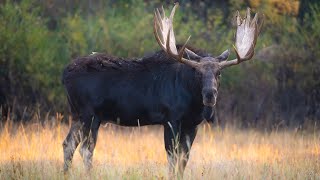 MASSIVE Bull Moose Rutting Behavior: Raking,...