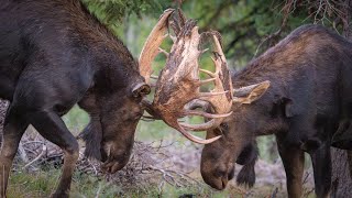 Large Bull Moose Sparring in Idaho