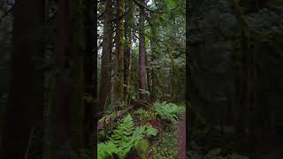 Stump Lake Walk&Run Impressions after rain