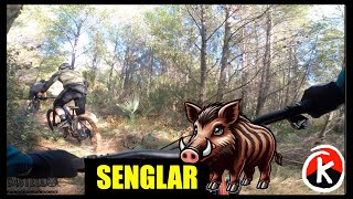 Senglar