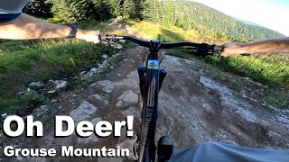 Oh Deer! - Grouse Mountain 2025