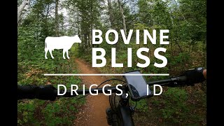 Bovine Bliss | Fast & Flowy Descent in...