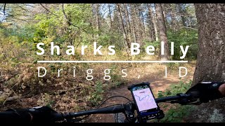 Shark’s Belly: Uphill Pain Served Fresh!