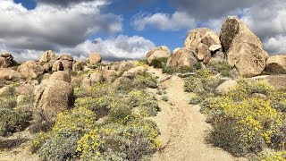 McDowell Sonoran Preserve: Mountain Biking...