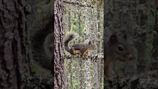He, who talks to Squirrels...