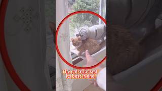 The cat attacked its best friend.