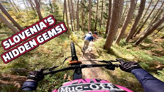 Into the Woods – Discovering Slovenia’s...