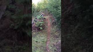OD Trail ~ MTB Montesano