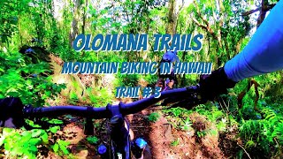 Olomana Trails Trail # 3