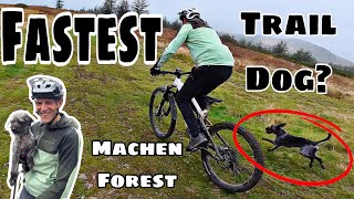 IS THIS THER FASTEST TRAIL DOG?? *MACHEN,...