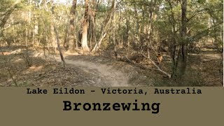 Lake Eildon - Bronzewing