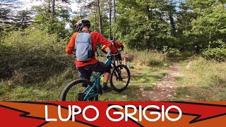 Lupo Grigio - Monte Morello 04/10/2025