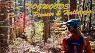 Hallelujah, Dogwoods on the Pioneer