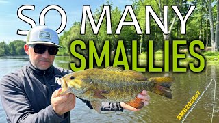 Smallmouth...LOTS of Smallmouth Bass