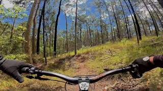 Bunya Trail #3 Gum Nuts/Nutcracker December 2025