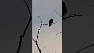 Kaka parrots from Zealandia in Wellington make...