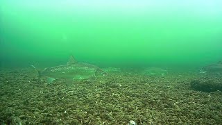 Underwater Whitefish (Ice Fishing Green Bay) -...