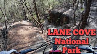 Lane Cove National Park - Fork Snapper,...