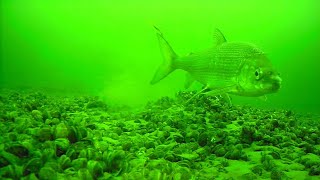 Whitefish kisses camera - Green Bay Ice...