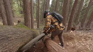 Tree down on Scotts Flat Trail Jan 31 2026
