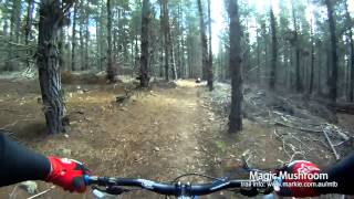 MTB-TV - East Kowen - Shiitake and Magic Mushroom