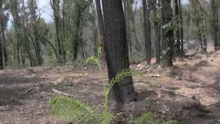 Long Gully 14/02/2010