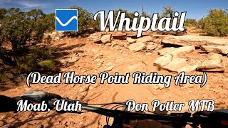 Whiptail at the Dead Horse Point Riding Area...