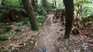 Bunny Jugs 1@Whakarewarewa Forest. Rotorua