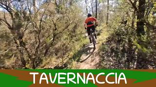 Tavernaccia 28/3/26 Roveta