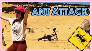 Attacked by ants on a mountain bike trip north.