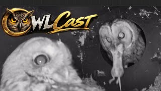 OWLCAST MARCH !!!