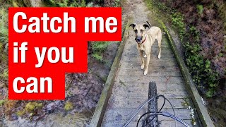 This Dog is FASTER Than Me on a Mountain Bike