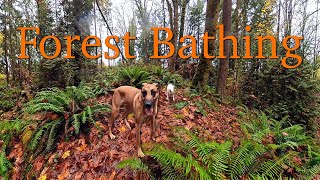 ASMR Autumn, Dogs playing, birds singing and...