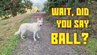 This is what happens when a German Shepherd...