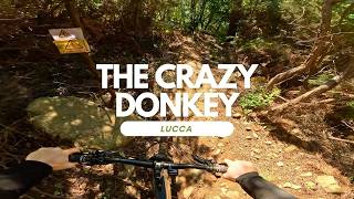 The crazy Donkey  Lucca Toskana Italy  Trail...