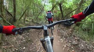 Warburton Bike Park - Bridge Link