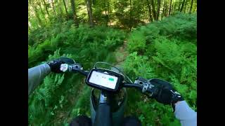 Shinrin Yoku in Northern Beech forest