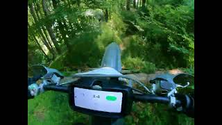 Beautiful Northern Beech forest in the...
