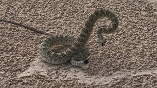 Dodging Rattlesnakes On Fat Bikes