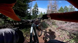 Chinquapin // Spence Mountain // 4K