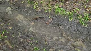 A little rain