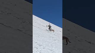 This dog was made for skiing #dog #skiing #shorts