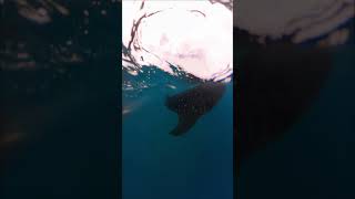 Whale Sharks in Oslob Cebu