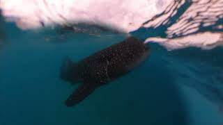 Whale Sharks in Oslob Cebu: Butanding Adventure