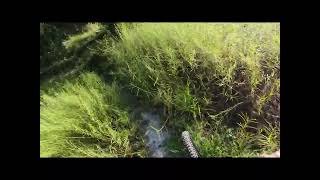 Big Slough Preserve, Myakkahatchee Creek