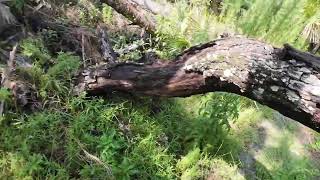 Big Slough Preserve, Myakkahatchee...